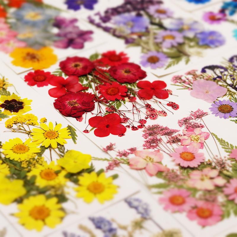 Art Craft Flower Making - Vraies fleurs de plantes séchées et