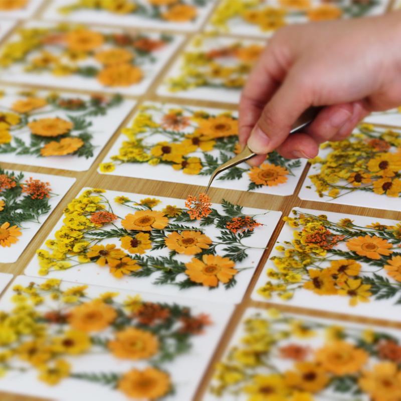 Vraies fleurs de plantes séché - Art Craft Flower Making avis et prix
