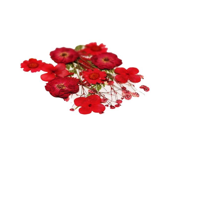 Vraies fleurs de plantes séché - Art Craft Flower Making avis et prix