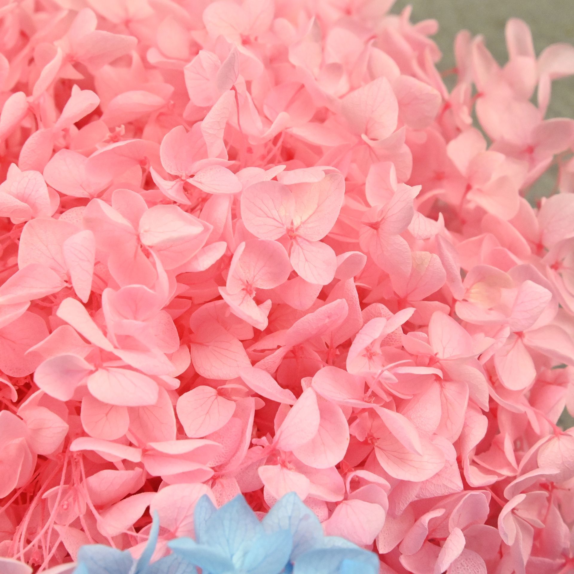 Pétales d'hortensia naturels s - Art Craft Flower avis et prix